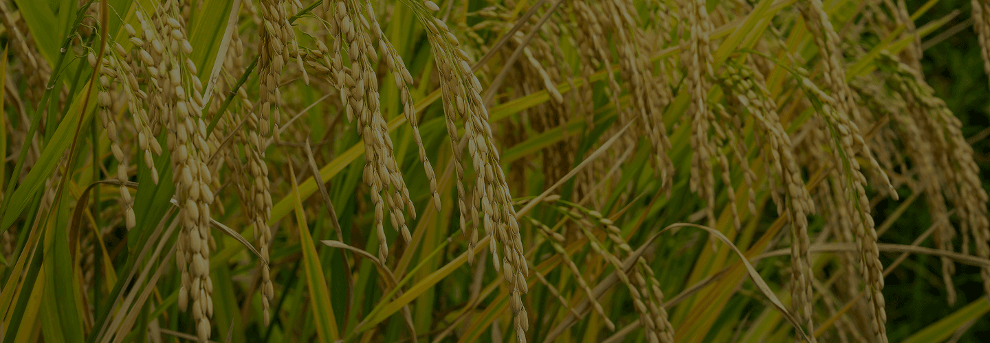 Agricultural Trading Platform